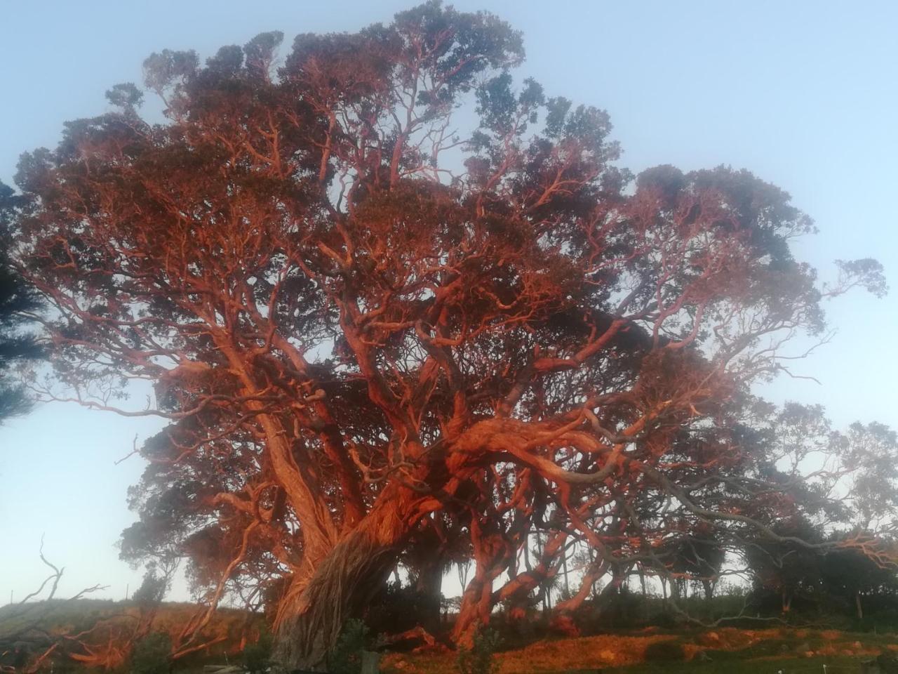 Tryphena Mulberry Grove Retreat Bed & Breakfast エクステリア 写真